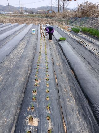 백영호님의 기타작물 · 영농일지 작성글 사진