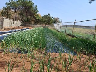 체리123님의 고추 · 영농일지 작성글 사진