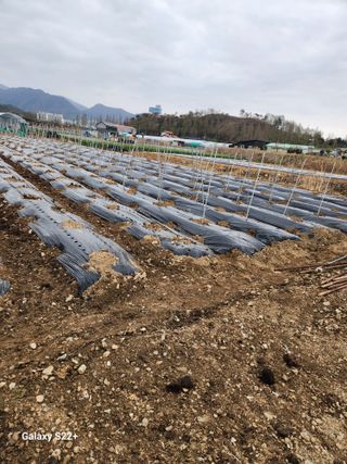 이봉한 님의 기타작물 · 영농일지 작성글 사진