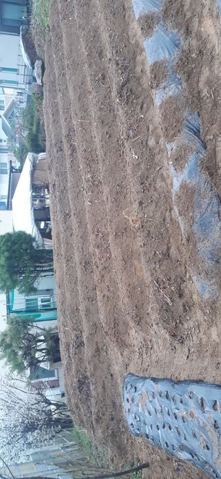 양승숙 (承光)님의 기타작물 · 영농일지 작성글 사진