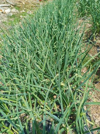 삼성농산님의 기타작물 · 영농일지 작성글 사진