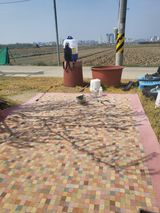 팜모닝 자두·영농일지 게시글 이미지