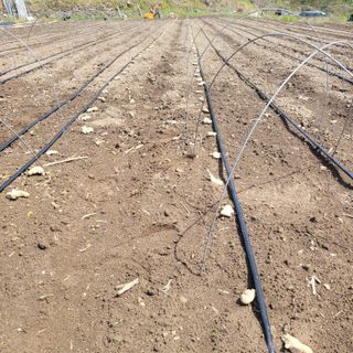 김선순(공룡자색마)님의 기타작물 · 영농일지 작성글 사진