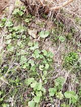 팜모닝 기타작물·영농일지 게시글 이미지