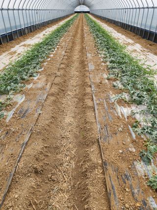 김저팔계님의 기타작물 · 영농일지 작성글 사진