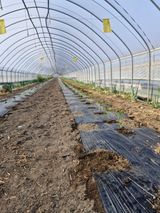 팜모닝 기타작물·영농일지 게시글 이미지