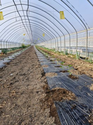 김실이님의 기타작물 · 영농일지 작성글 사진