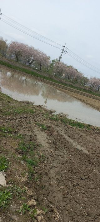 수원농군님의 고구마 · 영농일지 작성글 사진