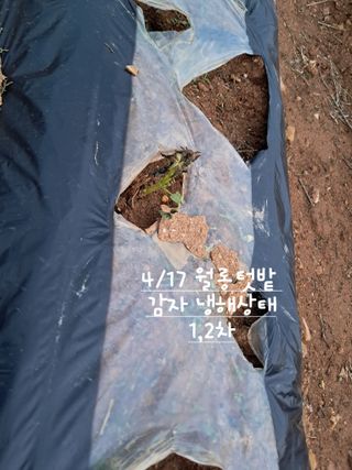 kh글로벌님의 기타작물 · 영농일지 작성글 사진