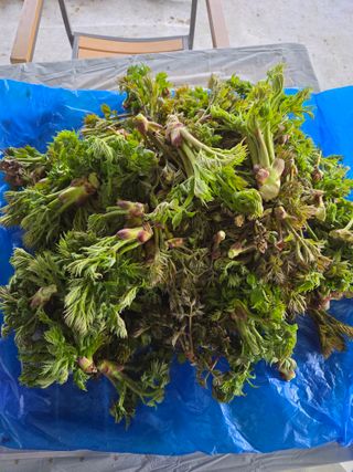 이기연님의 두릅 · 영농일지 작성글 사진