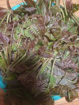 팜모닝 기타작물·영농일지 게시글 이미지