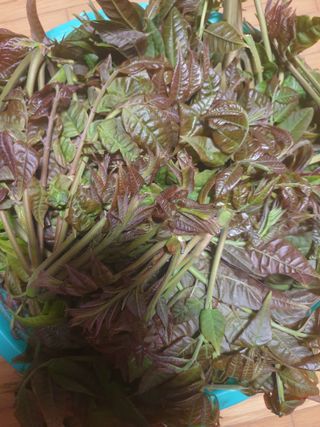 김윤숙님의 기타작물 · 영농일지 작성글 사진