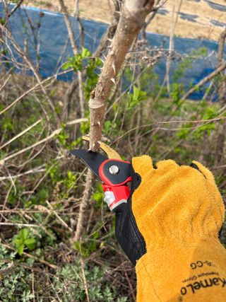 허석영님의 두릅 · 영농일지 작성글 사진