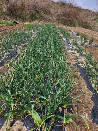 조안순님의 고추 · 영농일지 작성글 사진
