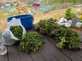 이기연님의 두릅 · 영농일지 작성글 사진