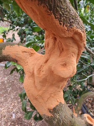 하나라도 소중하게님의 기타작물 · 영농일지 작성글 사진