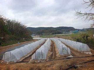 오이8898황산면님의 고추 · 영농일지 작성글 사진