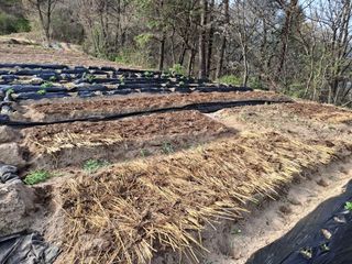 형남영님의 기타작물 · 영농일지 작성글 사진