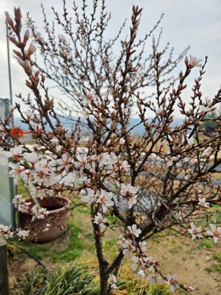 정민지호맘님의 기타작물 · 영농일지 작성글 사진
