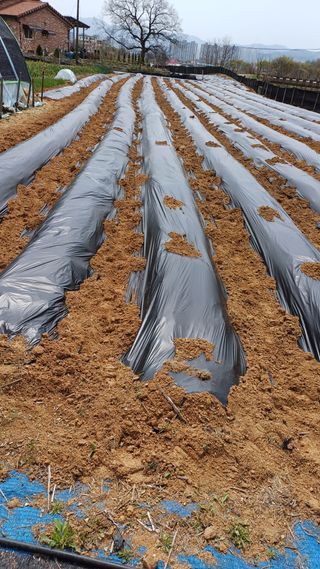 박순덕님의 시금치 · 영농일지 작성글 사진