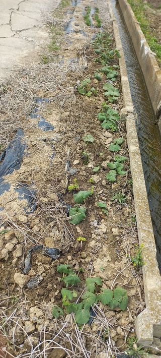 수원농군님의 고구마 · 영농일지 작성글 사진