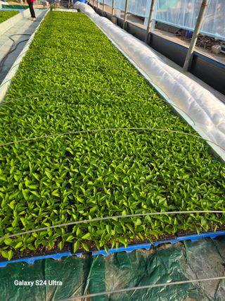 gigibae111님의 고추 · 영농일지 작성글 사진