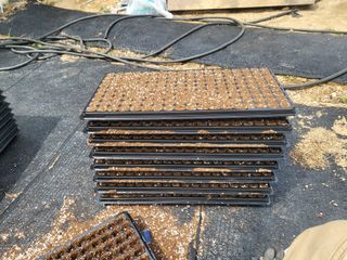 이상욱님의 참깨 · 영농일지 작성글 사진