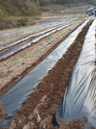 유석범님의 기타작물 · 영농일지 작성글 사진