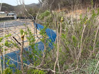 허석영님의 두릅 · 영농일지 작성글 사진