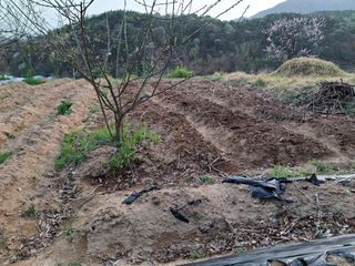 형남영님의 기타작물 · 영농일지 작성글 사진