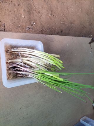 김홍중님의 기타작물 · 영농일지 작성글 사진