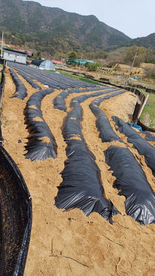 박순덕님의 시금치 · 영농일지 작성글 사진