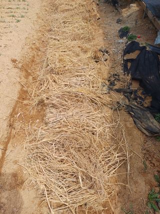 이철우님의 기타작물 · 영농일지 작성글 사진