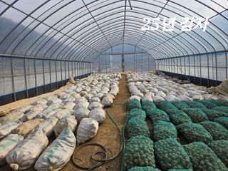 팜모닝회원 바이크농원님의 감자 · 영농일지 작성글 사진