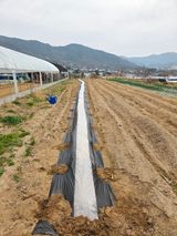 팜모닝 기타작물·영농일지 게시글 이미지