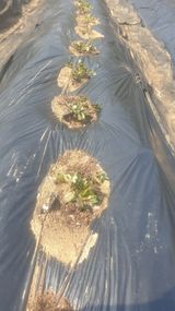 팜모닝 기타작물·영농일지 게시글 이미지