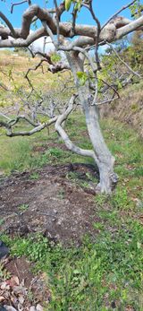 팜모닝 감·영농일지 게시글 이미지