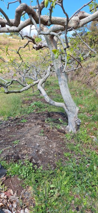 김형환 님의 감 · 영농일지 작성글 사진