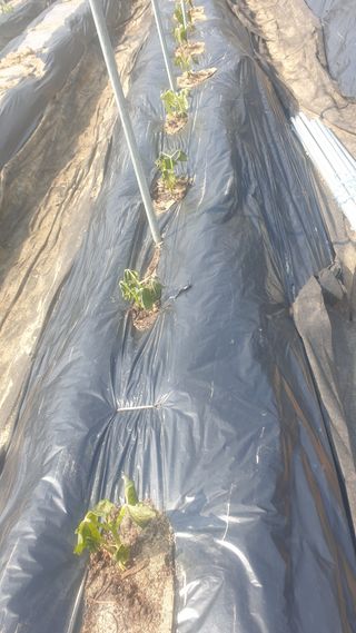 이경옥님의 기타작물 · 영농일지 작성글 사진