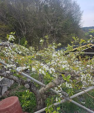 멧돼지님의 기타작물 · 영농일지 작성글 사진