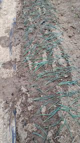 팜모닝 파·영농일지 게시글 이미지