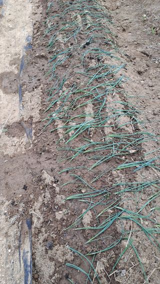 서은숙님의 파 · 영농일지 작성글 사진