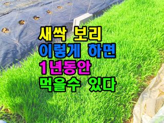 꿈꾸는텃밭님의 기타작물 · 영농일지 작성글 사진
