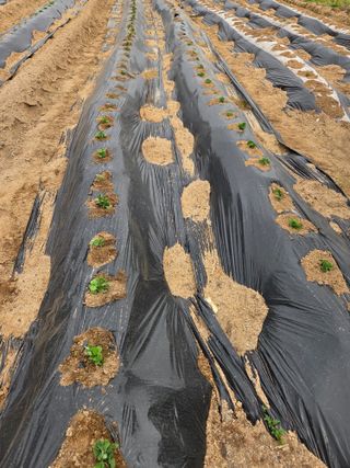 정민지호맘님의 기타작물 · 영농일지 작성글 사진