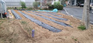 이남수진천님의 토마토 · 영농일지 작성글 사진