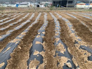 백용구님의 두릅 · 영농일지 작성글 사진