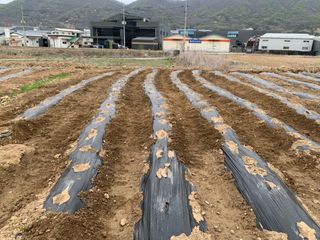 백용구님의 두릅 · 영농일지 작성글 사진