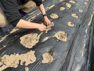 허석영님의 감자 · 영농일지 작성글 사진