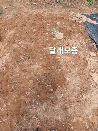 안승호님의 기타작물 · 영농일지 작성글 사진