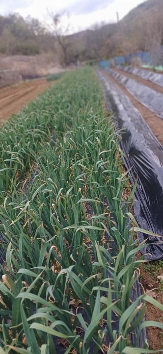 초보퍼머5도2촌준비님의 기타작물 · 영농일지 작성글 사진